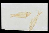 Two Fossil Fish (Knightia) - Wyoming #74126-1